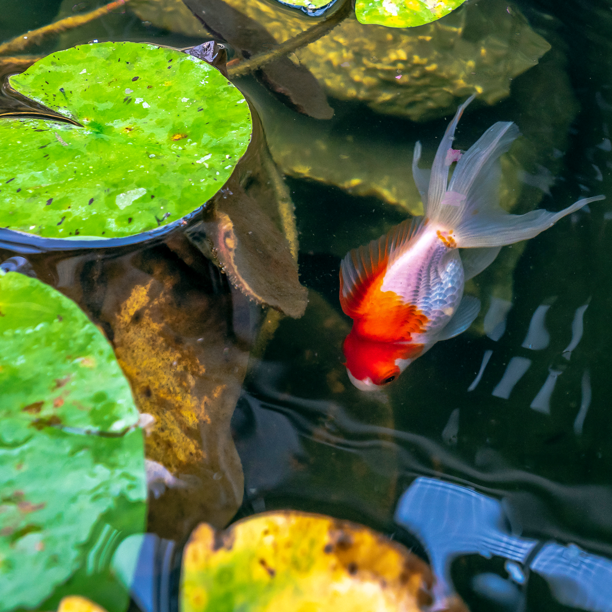 mystic-sky-ranch-fish-pond